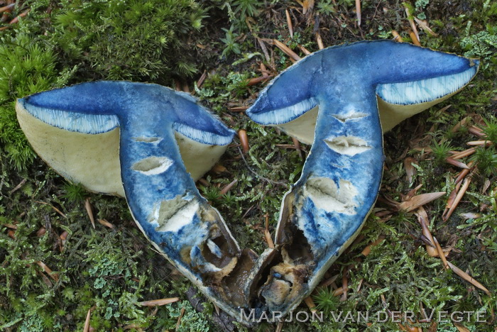 Indigoboleet - Gyroporus cyanescens